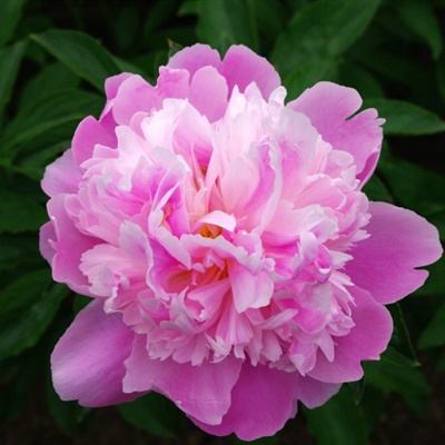 Kaiyun(云开)体育App